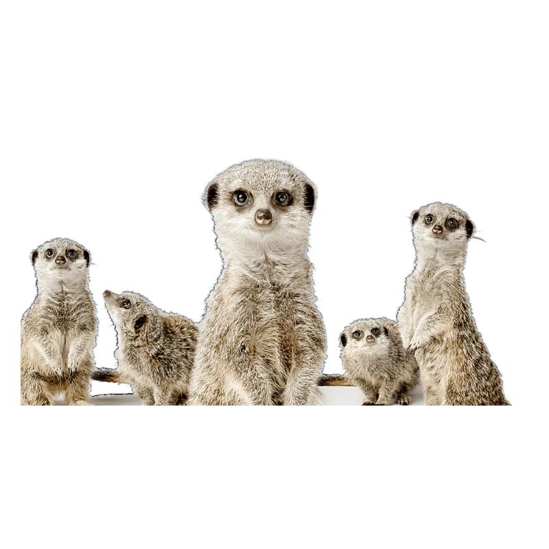 Famille de suricates
