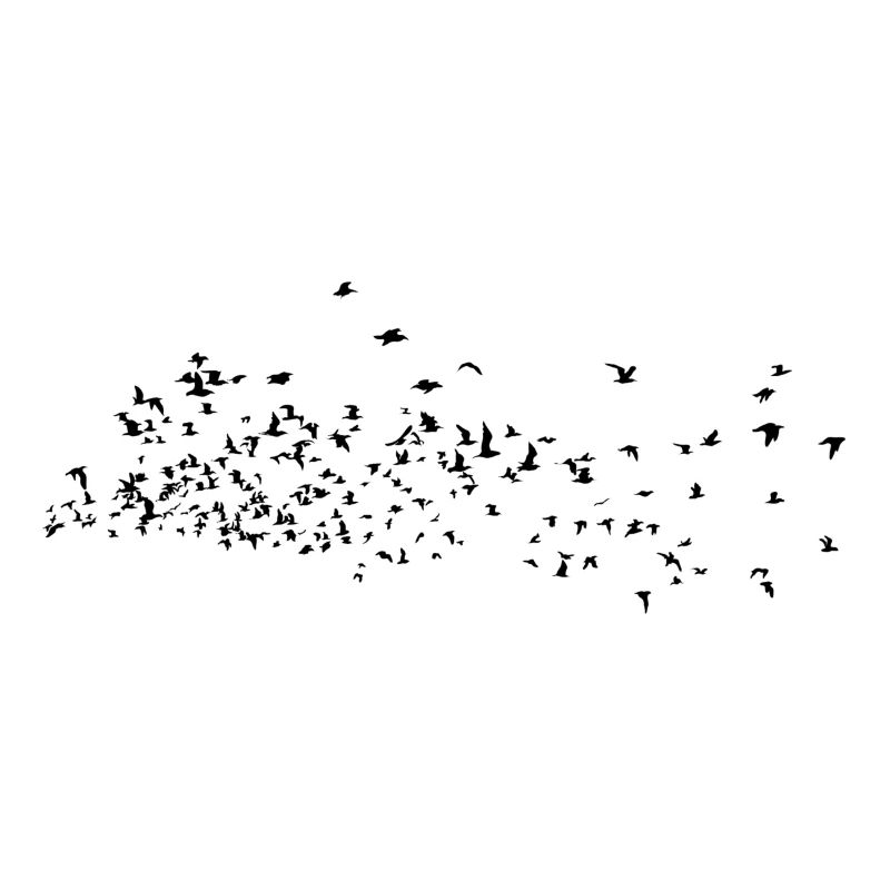 Birds Animals