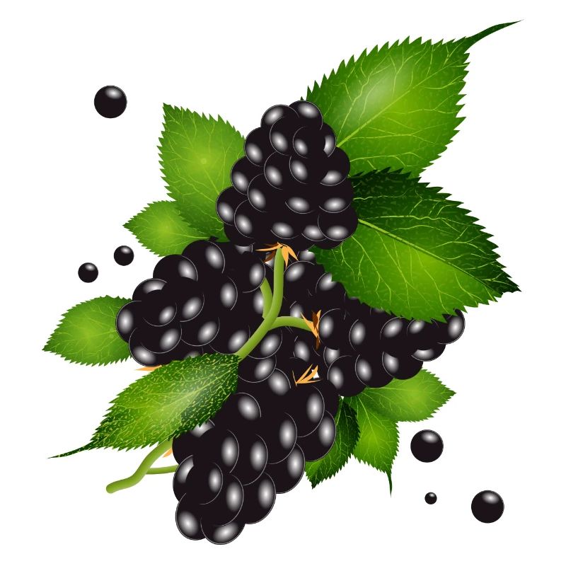 wunderschöne dunkelviolette Brombeeren mit Blätter