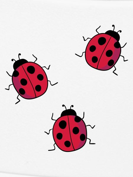 ladybug