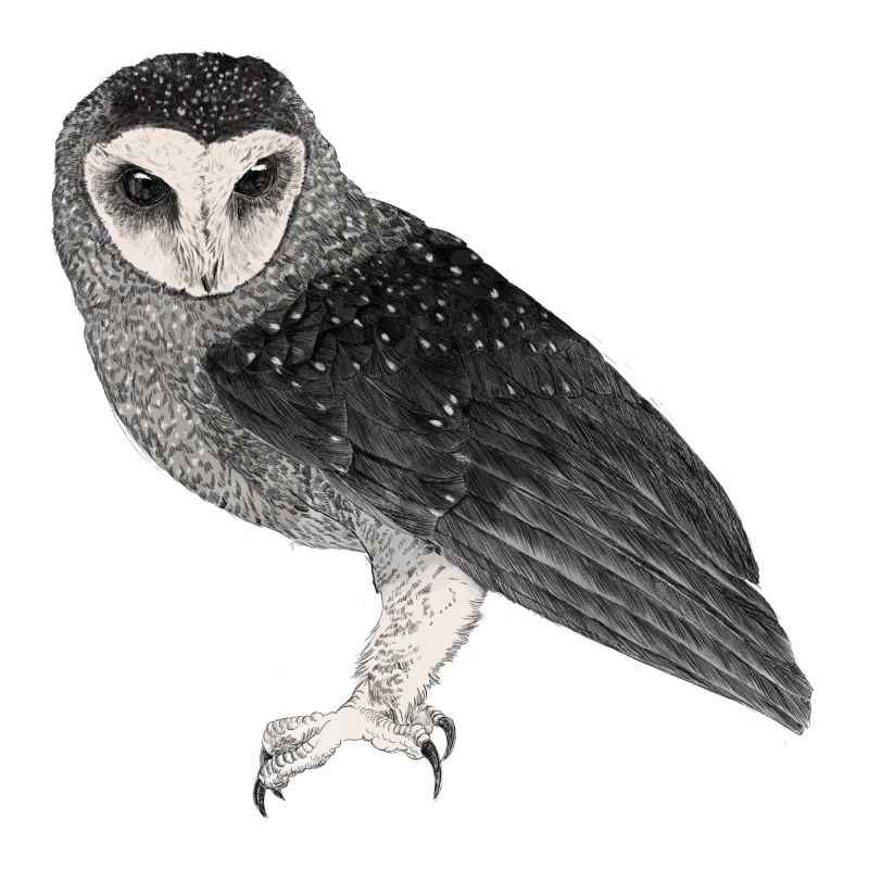 Illustration: Fleckenrußeule