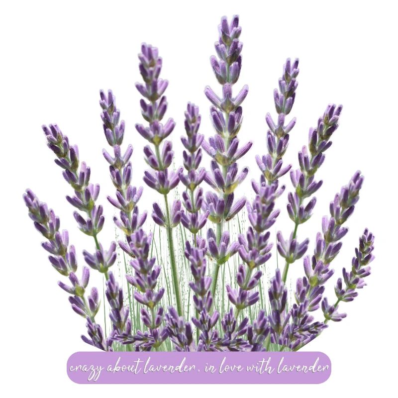 Lavender flowers crazy for lavender