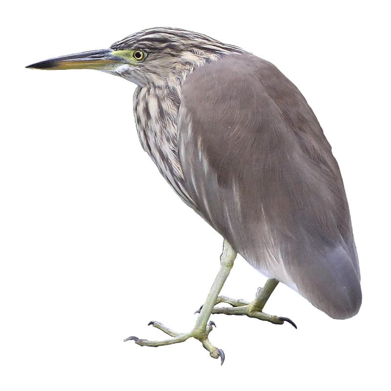 Bacchus Heron