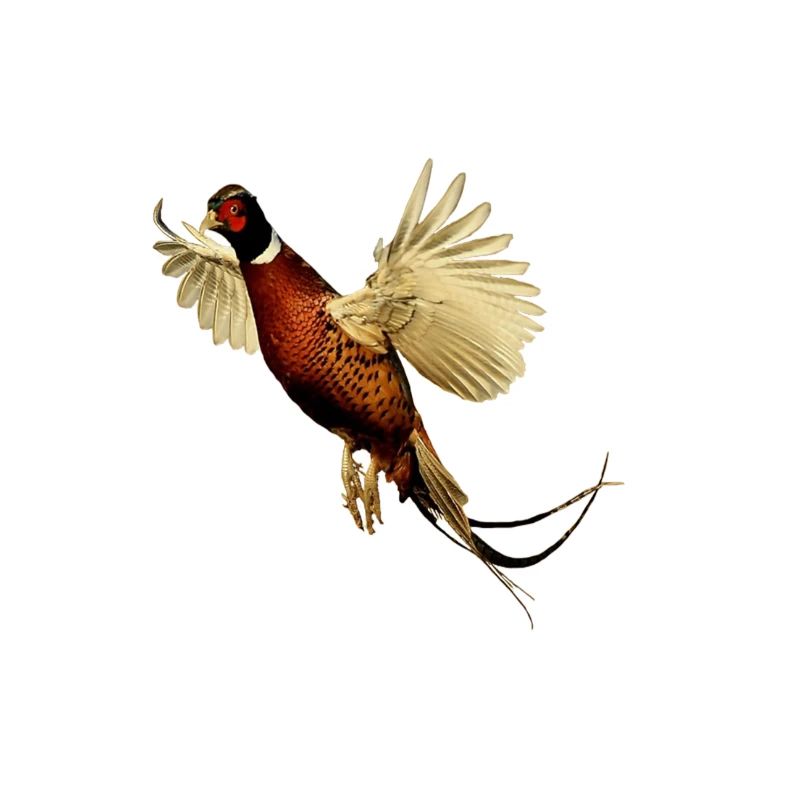 Pheasant shirt gift bird nature animal nectar
