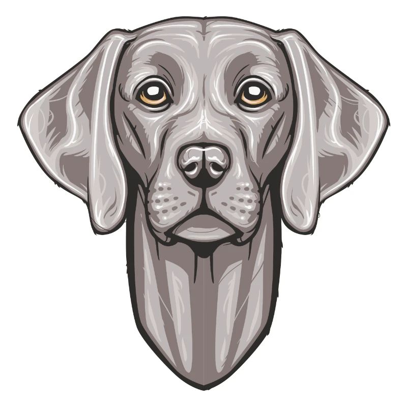 Weimaraner