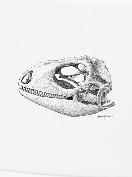 Teiú Lizard Skull - Ink