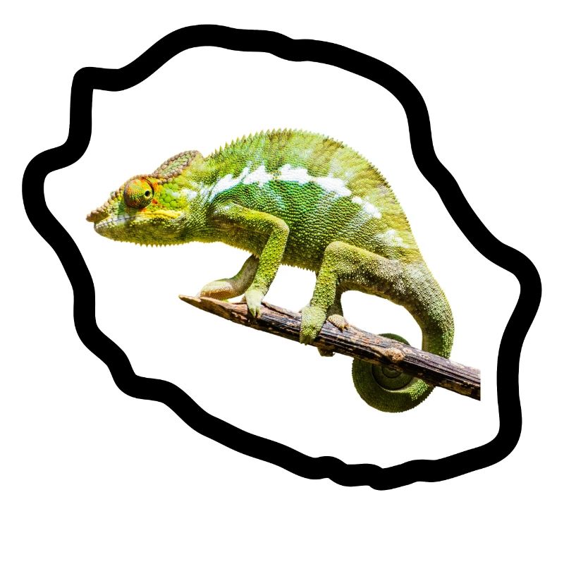 Chameleon vert sur branche