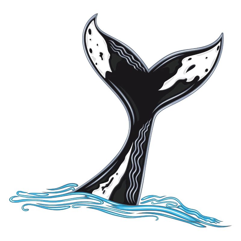 Rorqual commun