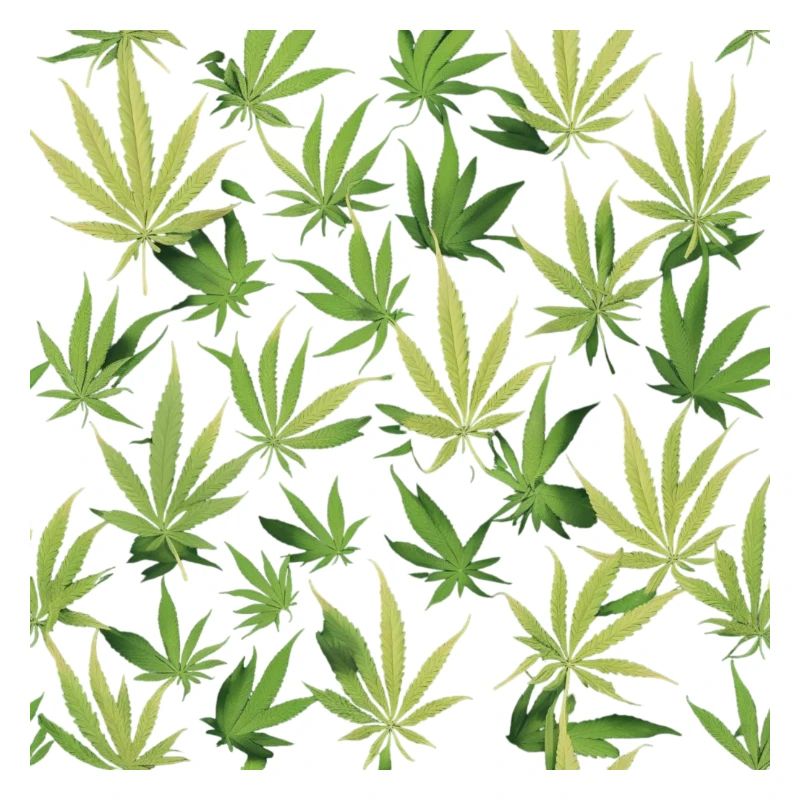 Cannabis 2