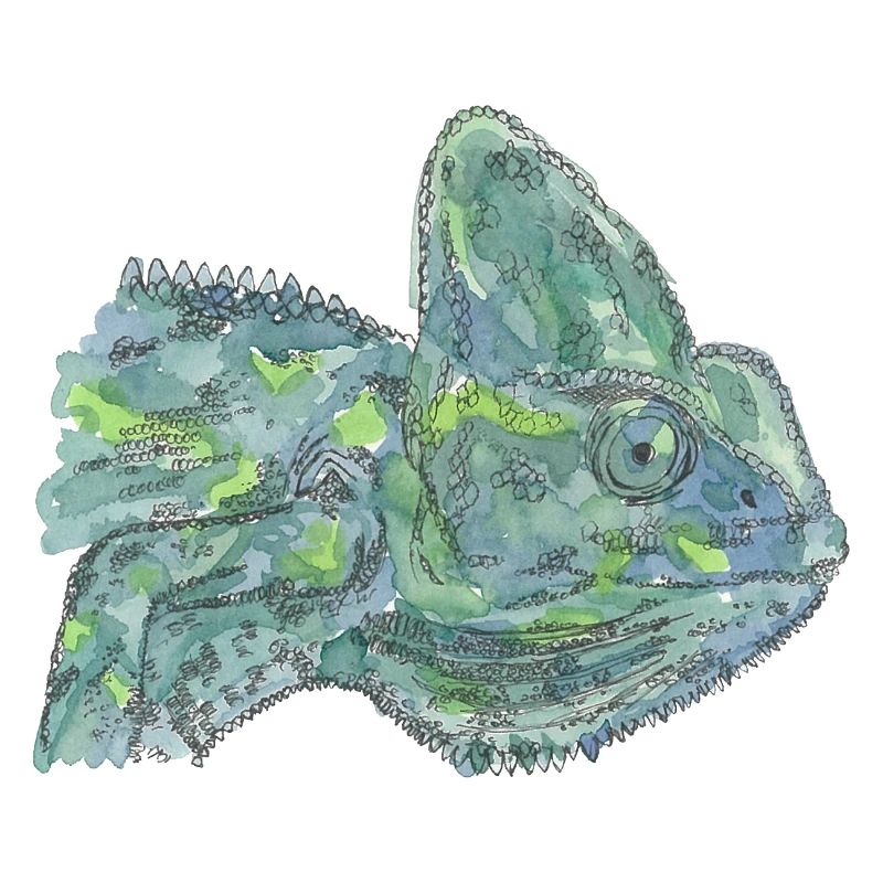 blue turquoise chameleon Chamaeleon zeylandicus