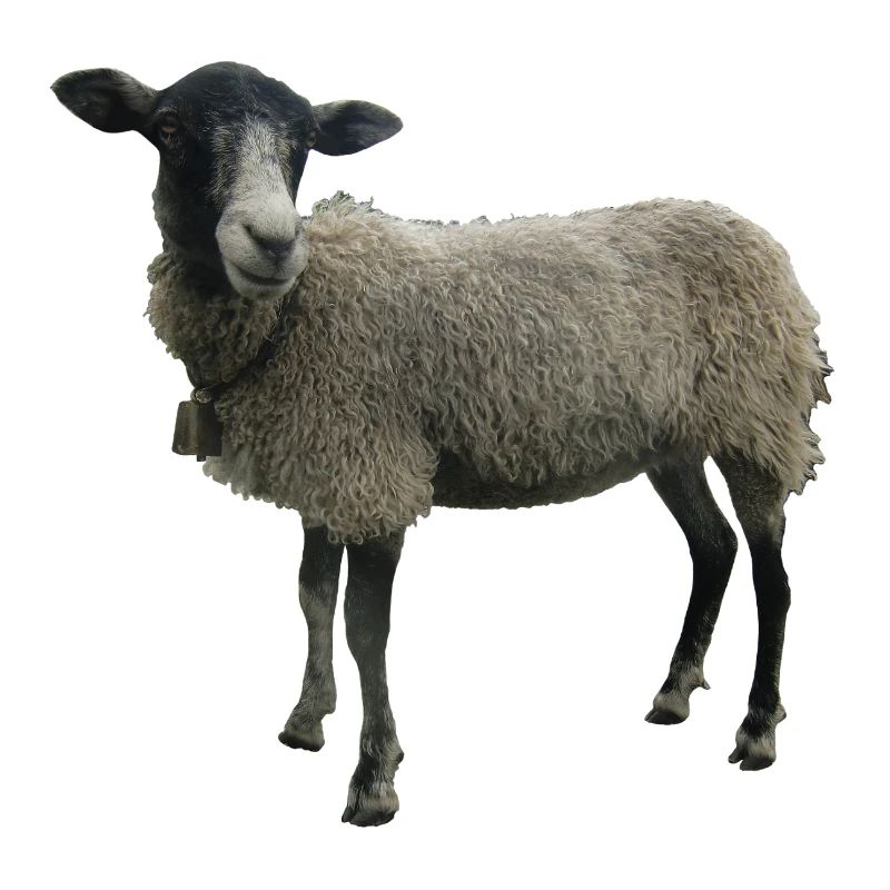 Schaf