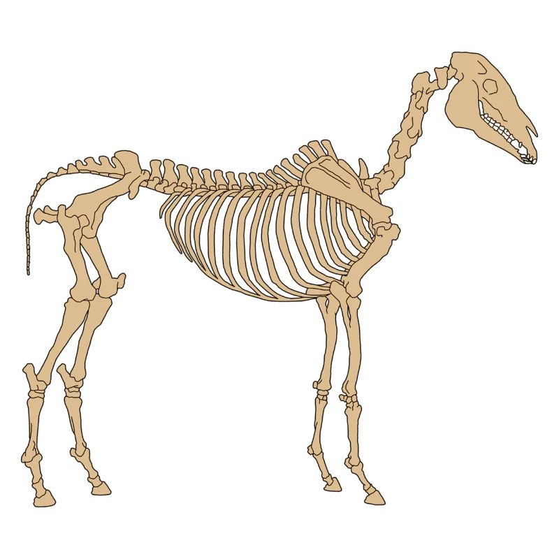 Paleolithic Skeleton Horse