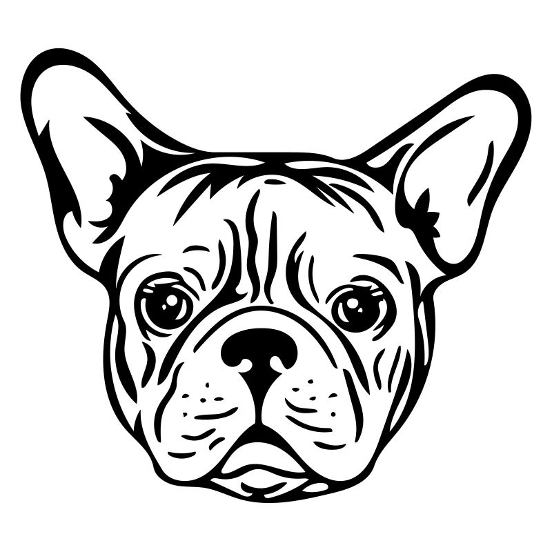 French bulldog