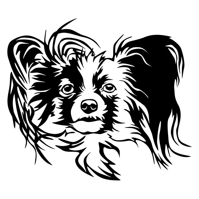 Papillon Kopf