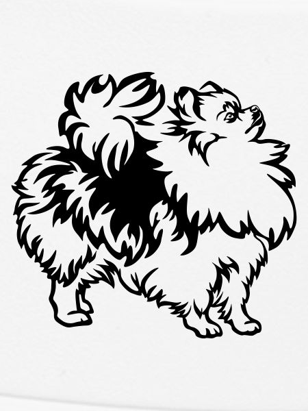 Dwarf spitz