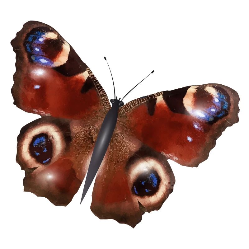 gorgeous peacock butterfly
