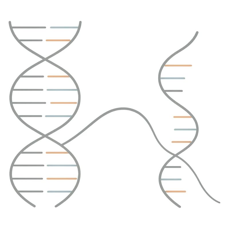 DNA–RNA Geometry – Chemistry Design