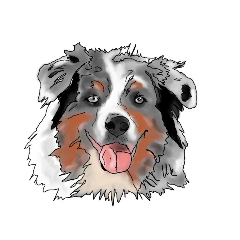 Australian Shepherd