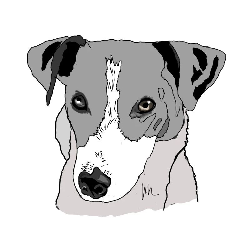 Jack Russel Terrier