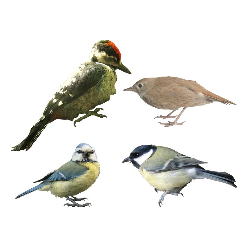 Singvögel
