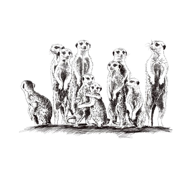 Erdmännchen