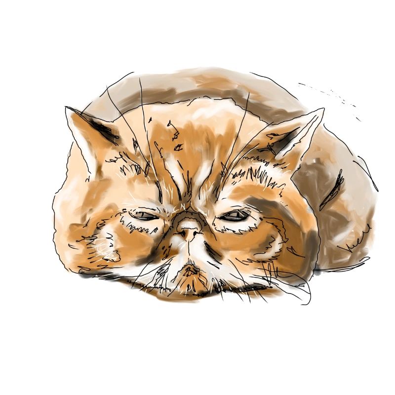 Persian cat cat