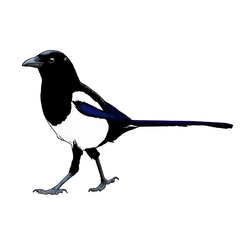 Magpie
