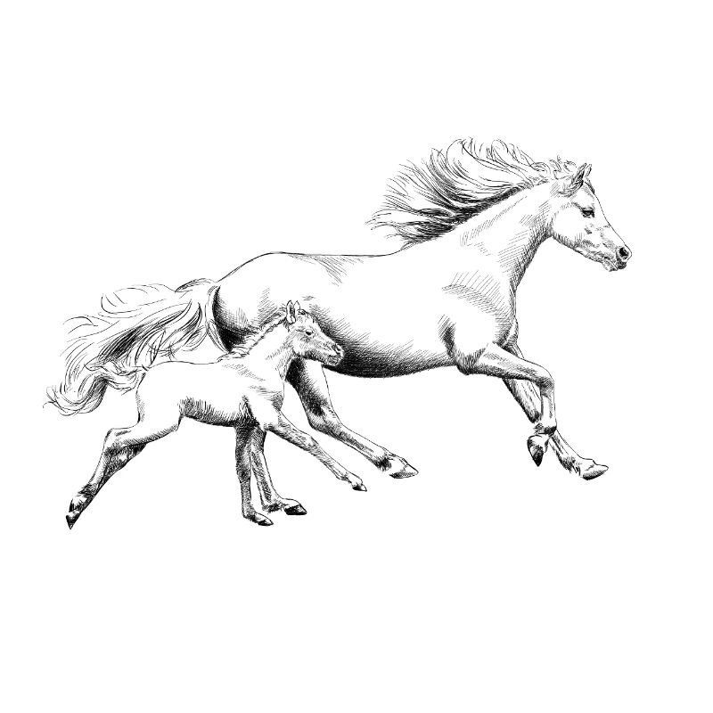 Mare with foal