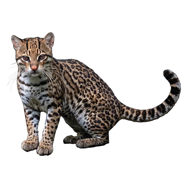 Artistic Leopard
