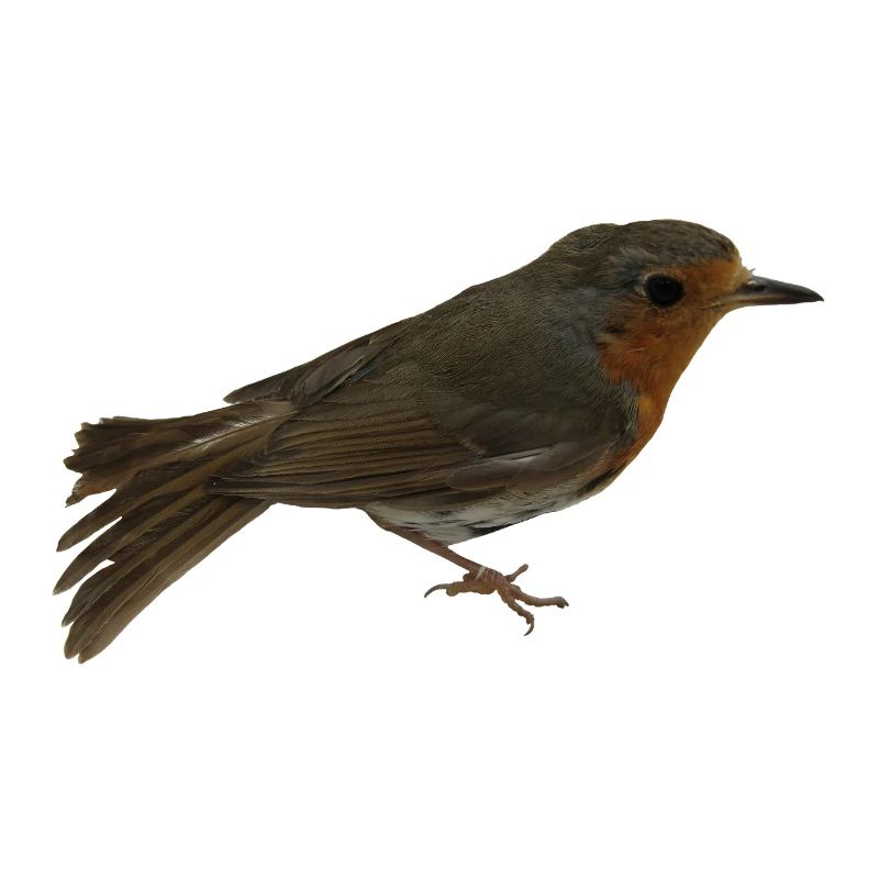 Rotkehlchen