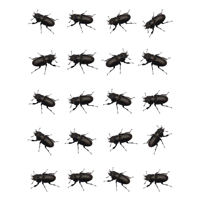 Stag Pattern