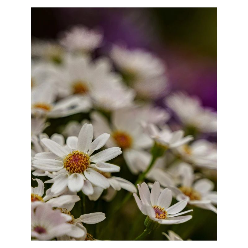Daisies Flowers