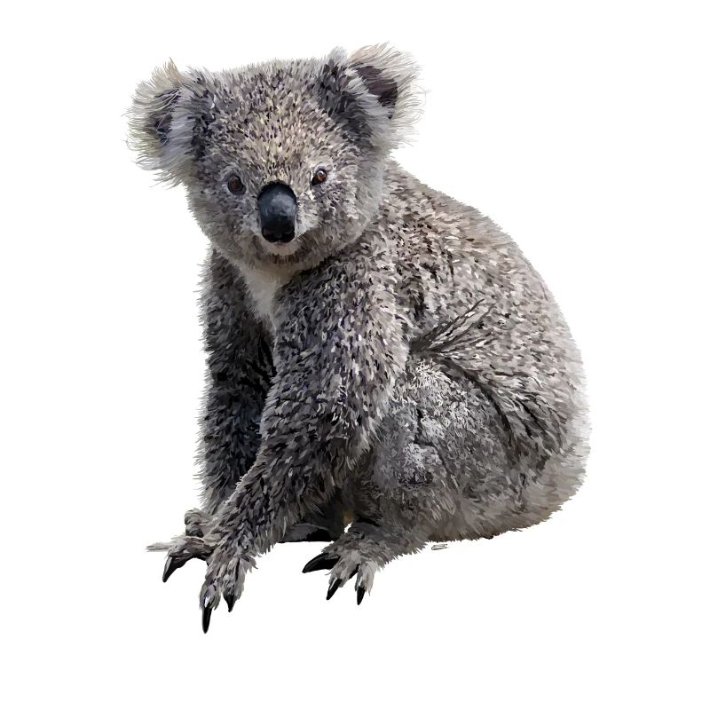 Koala