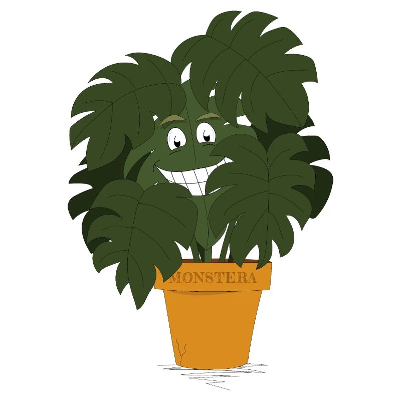 Monstera
