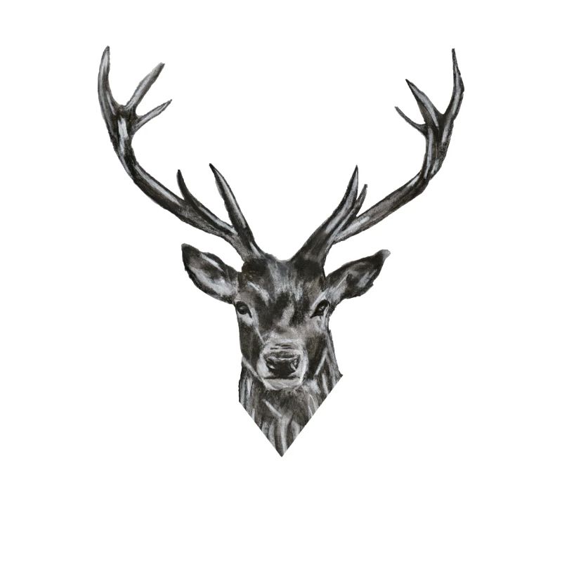 Deer Head Drawing – Realistic Animal Sketch