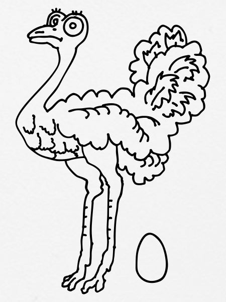 Ostrich