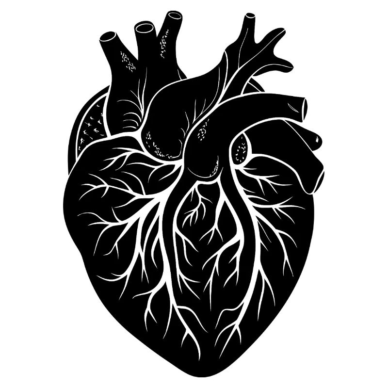 anatomical heart
