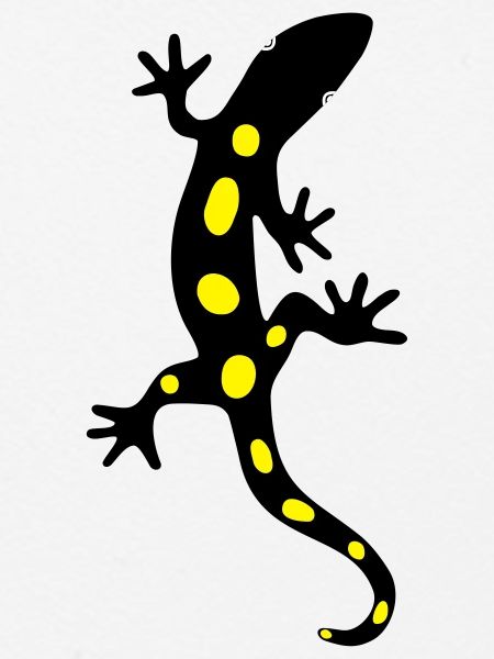 Eidechse Salamander Gecko Feuersalamander