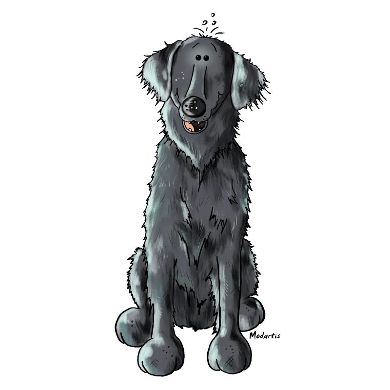 Happy Flat Coated Retriever