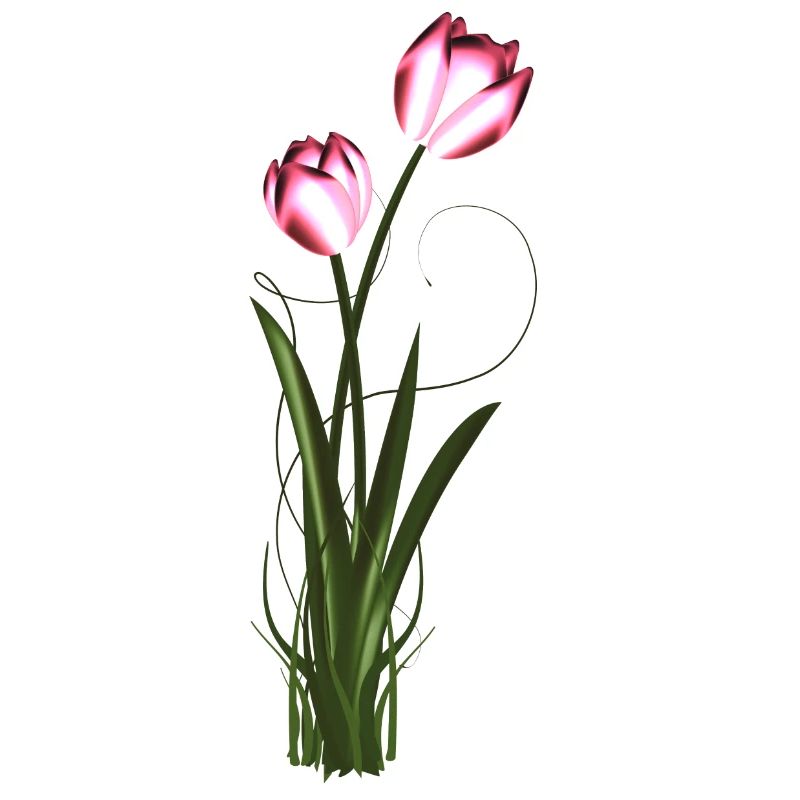 two metallic shimmering tulips in spring