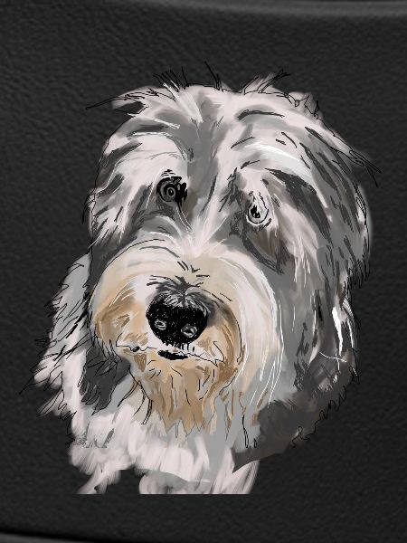 Bearded Collie