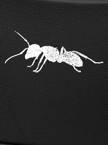 Ant
