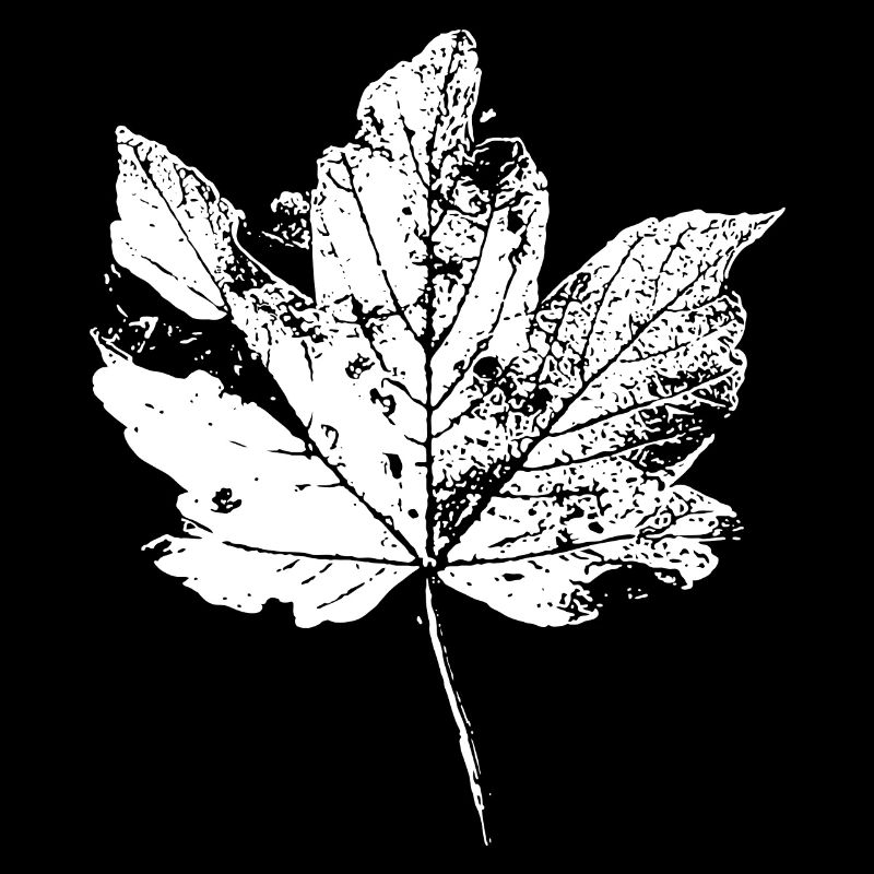 Blatt Herbstblatt Laub Herbst