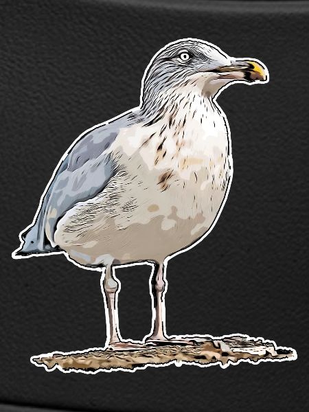 Möwe