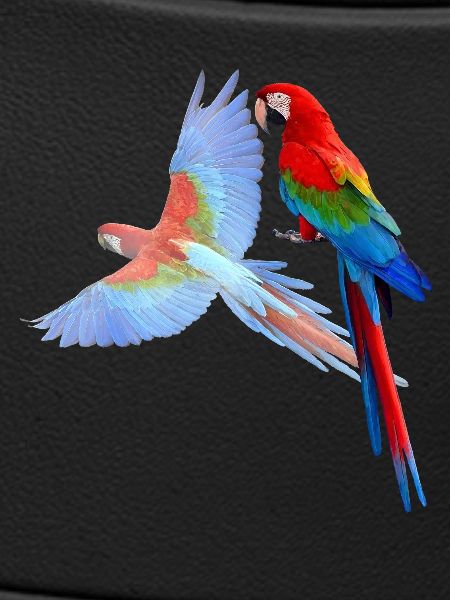 Parrot