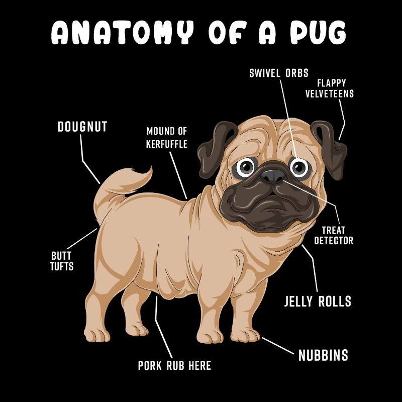 Mops-Anatomie