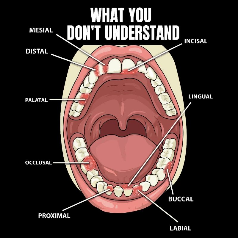 Teeth Surfaces Dental Assistant Dentist