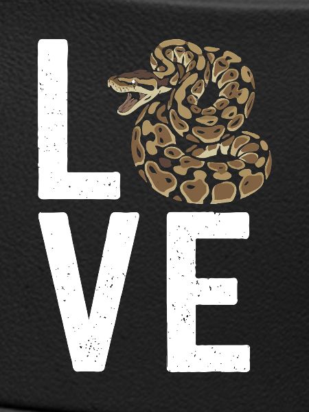 Königspython Schlangen LOVE Terrarium Python
