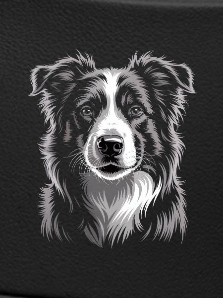 Boder Collie