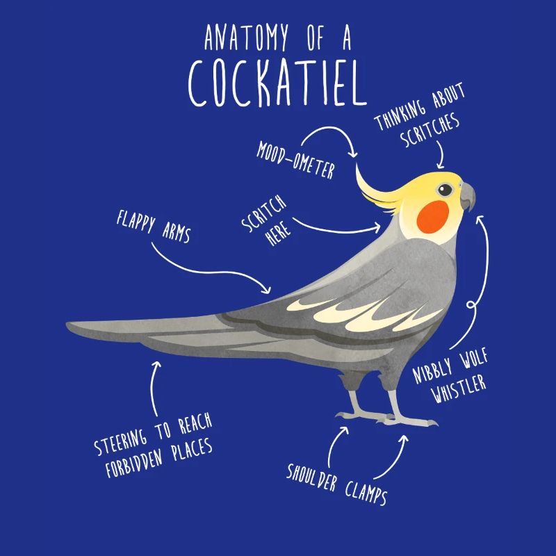 Anatomie de la calopsitte
